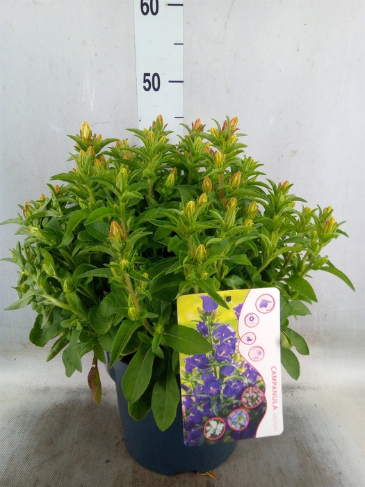 <h4>Campanula medium 'Pink'</h4>