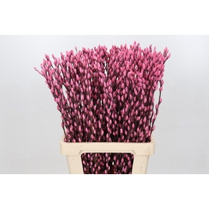 Salix Caprea Snow Flake P. Pink