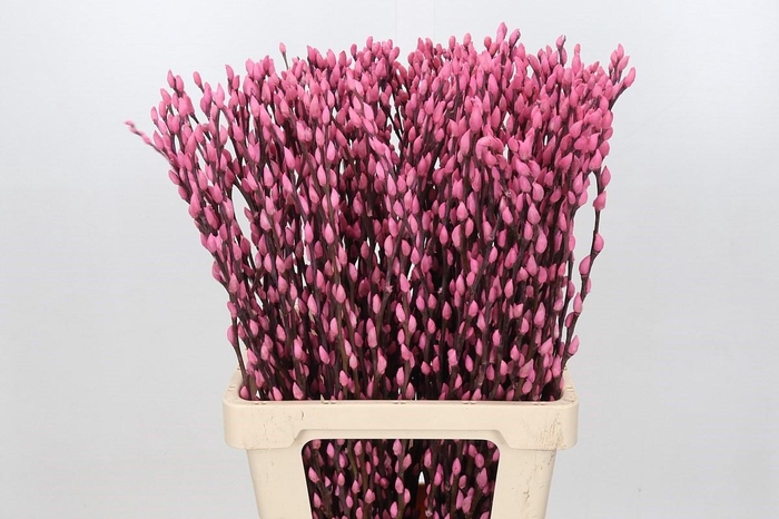 <h4>Salix Caprea Snow Flake P. Pink</h4>