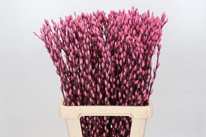 <h4>Salix Caprea Snow Flake P. Pink</h4>