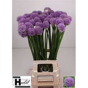 ALLIUM GLADIATOR