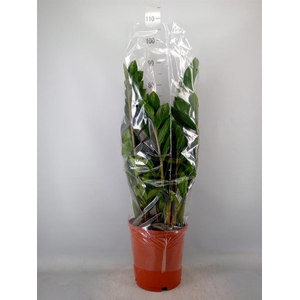 Zamioculcas zamiifolia