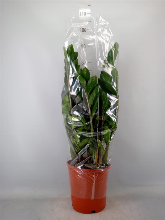 <h4>Zamioculcas zamiifolia</h4>