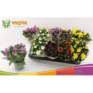 Chrysanthemum Indicum mix 12Ø 25cm 3pp