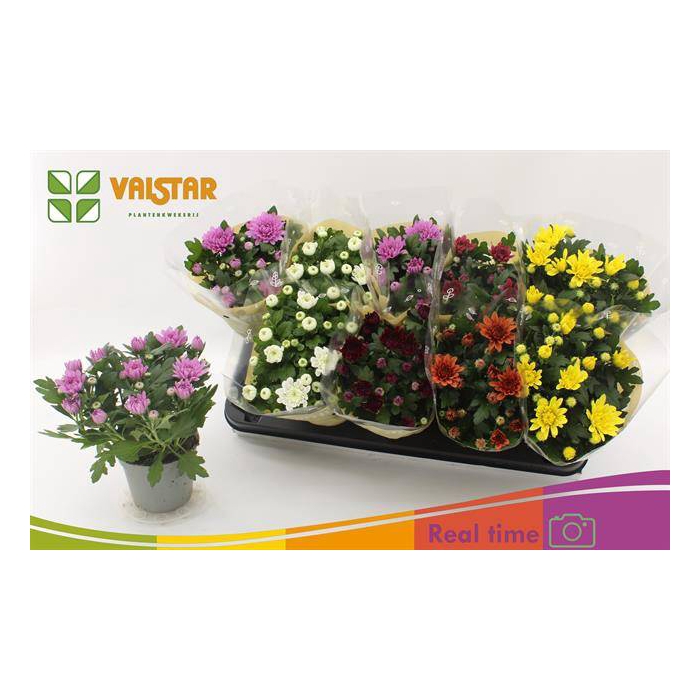 <h4>Chrysanthemum Indicum mix 12Ø 25cm 3pp</h4>