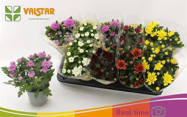 Chrysanthemum Indicum mix 12Ø 25cm 3pp