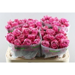 R Gr Majestic Athena L 60