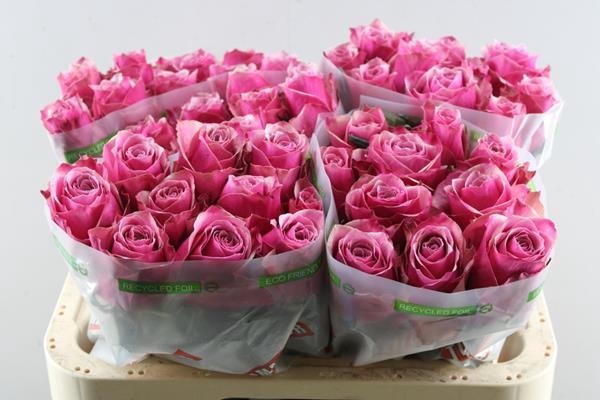 <h4>R Gr Majestic Athena L 60</h4>