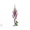 Astilbe Maggie Daley