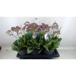 Limonium  'Salt Lake'