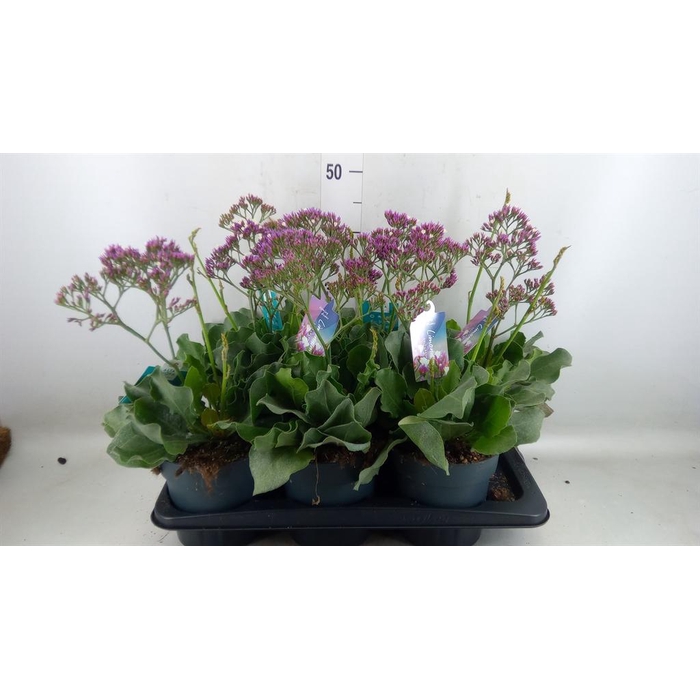 <h4>Limonium  'Salt Lake'</h4>