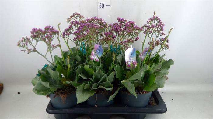 <h4>Limonium  'Salt Lake'</h4>