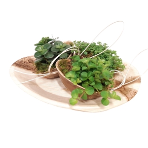 PPO26/16 Palmplate Oval 3x palmcup mini gr.mix 100% Biodegradabl