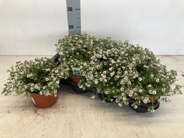 <h4>GYPS CERASTIOIDES</h4>