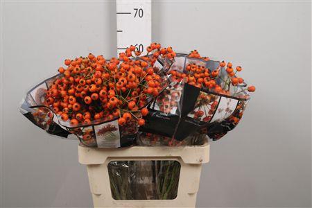 <h4>Rosa Hiphop Sunset</h4>