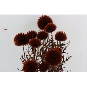 Pres Echinops 10pc Brown Bunch
