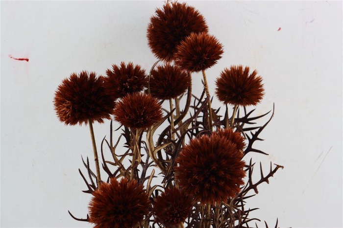 <h4>Pres Echinops 10pc Brown Bunch</h4>