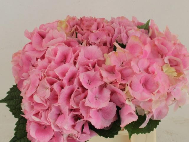 <h4>HYDR M CH CASSANOVA</h4>