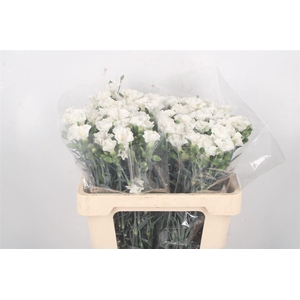 Di Symply Snow White