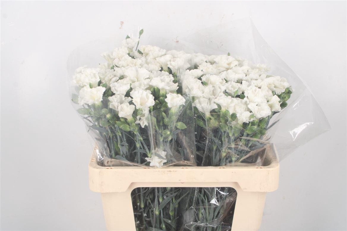 <h4>Di Symply Snow White</h4>