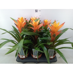 Guzmania  'Variada'