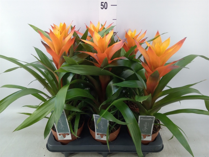 <h4>Guzmania  'Variada'</h4>
