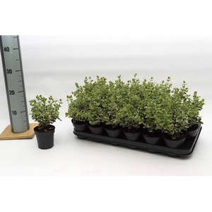 Euonymus fort. Emerald Gaity