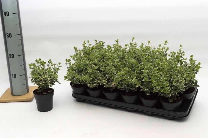 <h4>Euonymus fort. Emerald Gaity</h4>