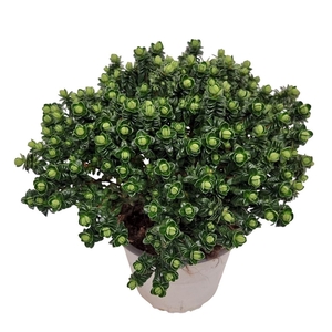 PIMELEA FERRUGINEA