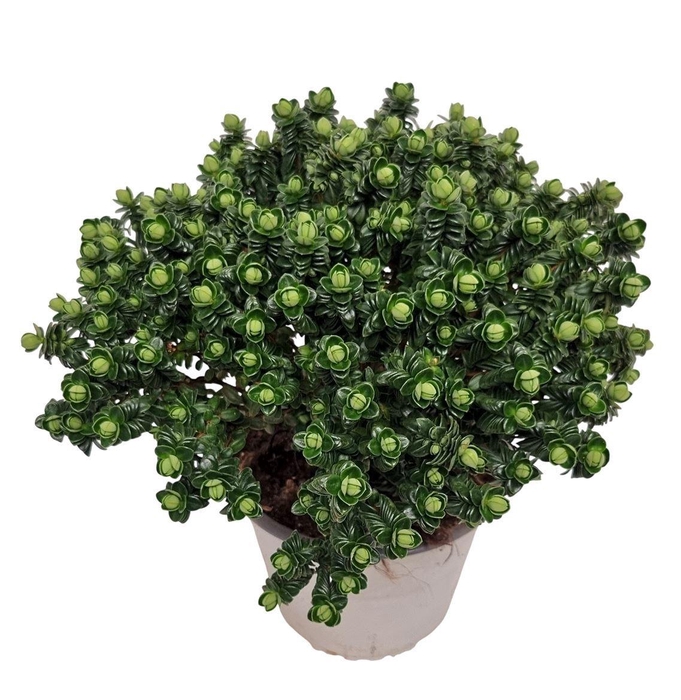 <h4>PIMELEA FERRUGINEA</h4>