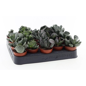 Succulents ...