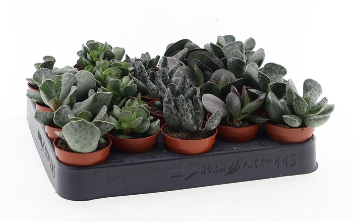 <h4>Succulents   ...</h4>