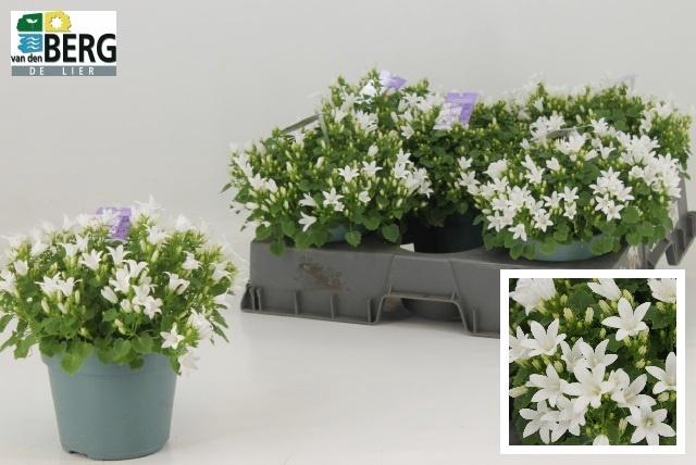 Camp Portenschlagian