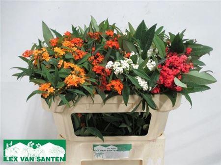 <h4>Euph F T Gem</h4>