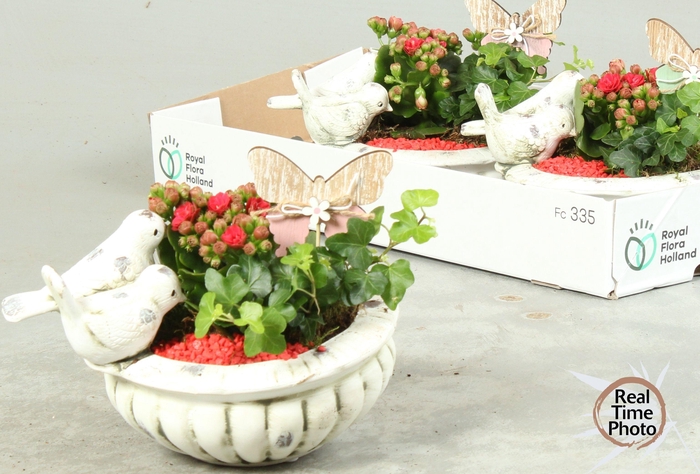 <h4>ARR KAMERPL</h4>