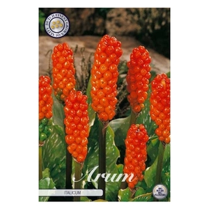 Arum Italicum x3 l