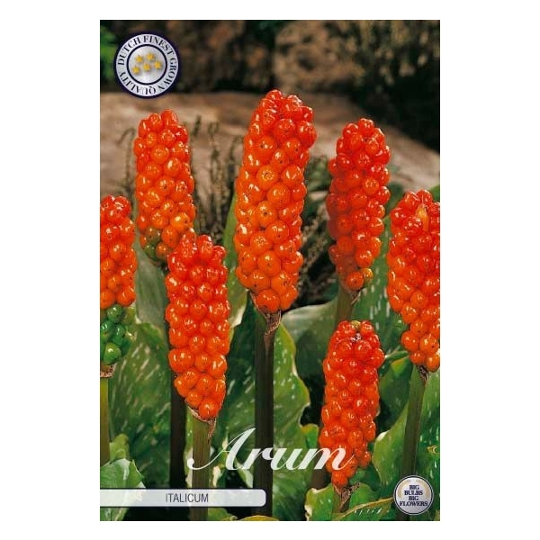 <h4>Arum Italicum x3 l</h4>