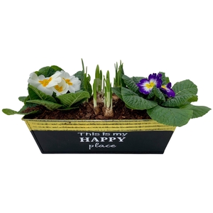 Primula Happy Zink rechthoek 2x Prim + Tete 647
