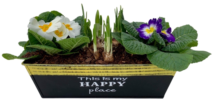 <h4>Primula Happy Zink rechthoek 2x Prim + Tete 647</h4>