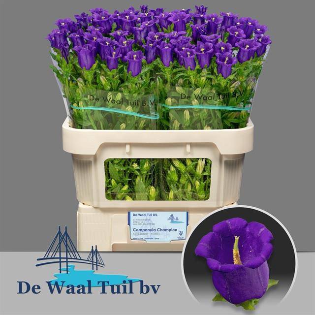 <h4>Campanula Champion Blue Waal Tuil</h4>