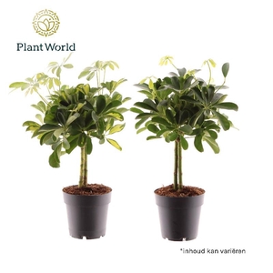 Schefflera Overig stam P14 Gold Capella & Compacta mix