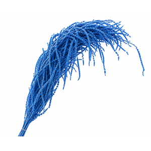 Dried Bleached Amaranthus Caudatus Cobalt Blue