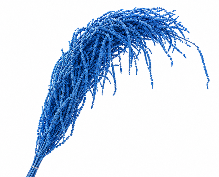 <h4>Dried Bleached Amaranthus Caudatus Cobalt Blue</h4>
