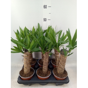 Yucca   ...