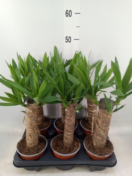 <h4>Yucca   ...</h4>