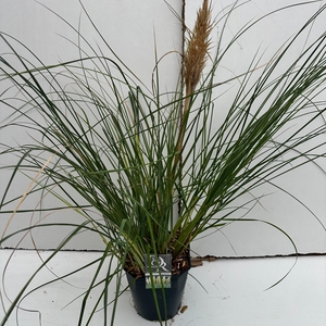 Graminées Cortederia sell. 'Mini Silverpampas'