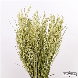 DRIED AVENA (HAVER) NATURAL BUNCH