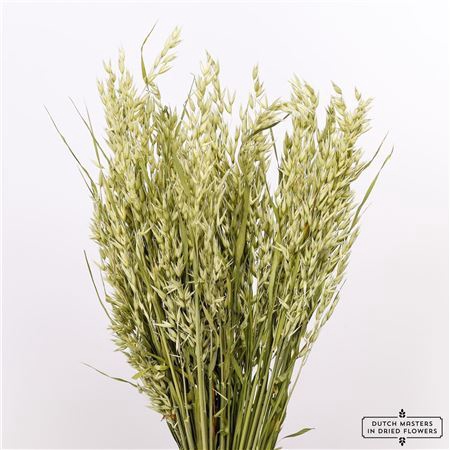 <h4>DRIED AVENA (HAVER) NATURAL BUNCH</h4>