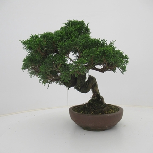 Juniperus chinensis, 16 cm., height 31 cm. (single item)