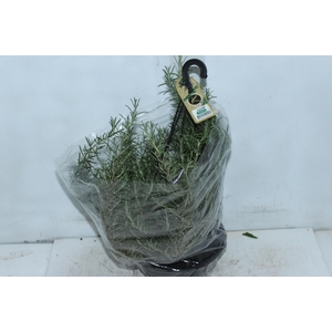 ALECRIM C21 PENDENTE